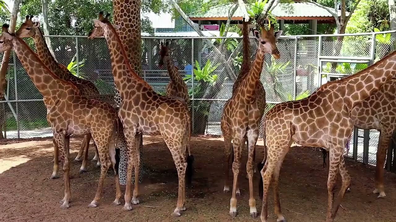 Why Do Giraffes Have High Blood Pressure?