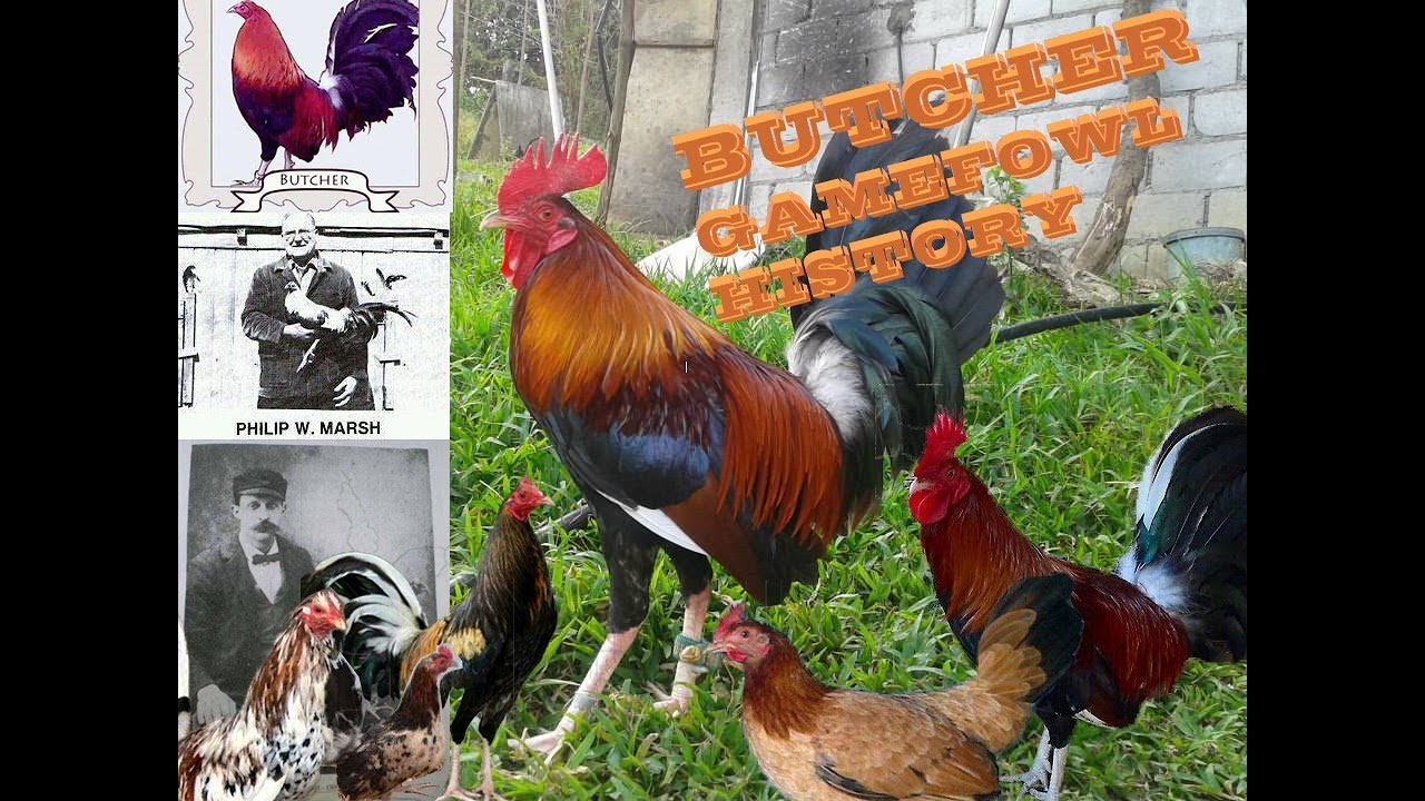 BUTCHER GAMEFOWL HISTORY