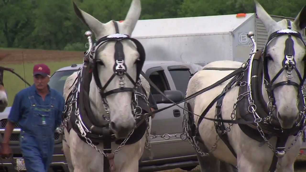 Middle Tennessee Mule Skinners | Tennessee Crossroads | Episode 2602.1