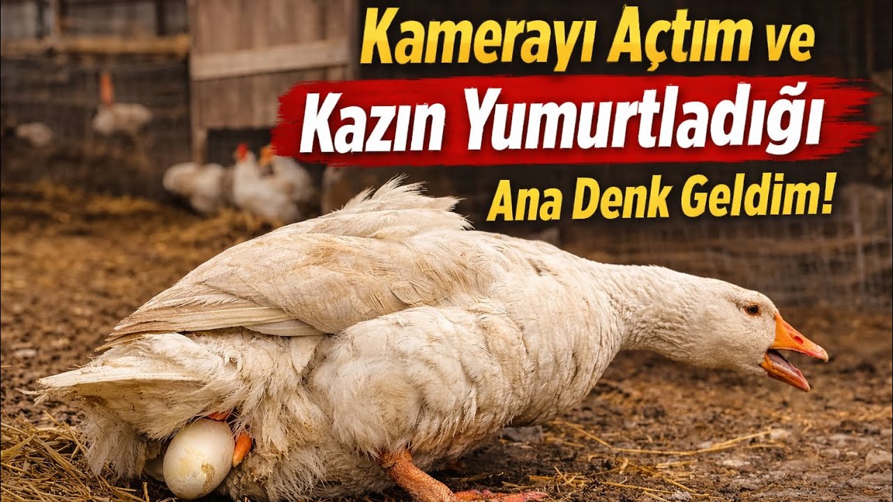 Çorum Kazı Yumurtlarken Kameraya Yakalandı!Zor Anlar! Caught on Camera: Goose Laying an Egg!