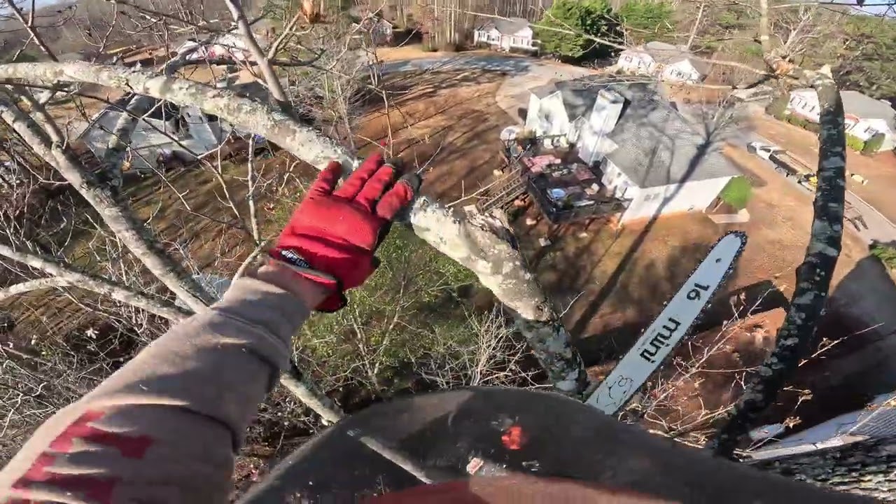 REMOVING A POPLAR TREE