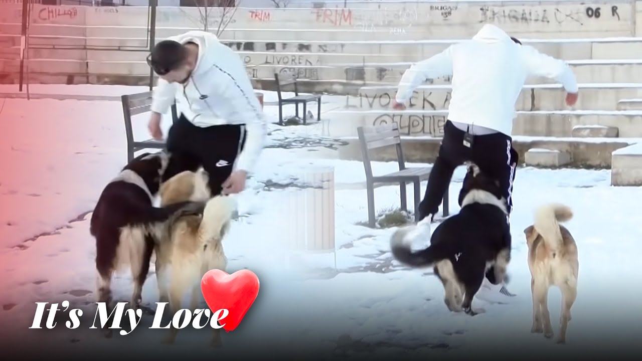 Bajrami dhe Erza dalin ne takim, i sulmon e i han qeni - It’s My Love