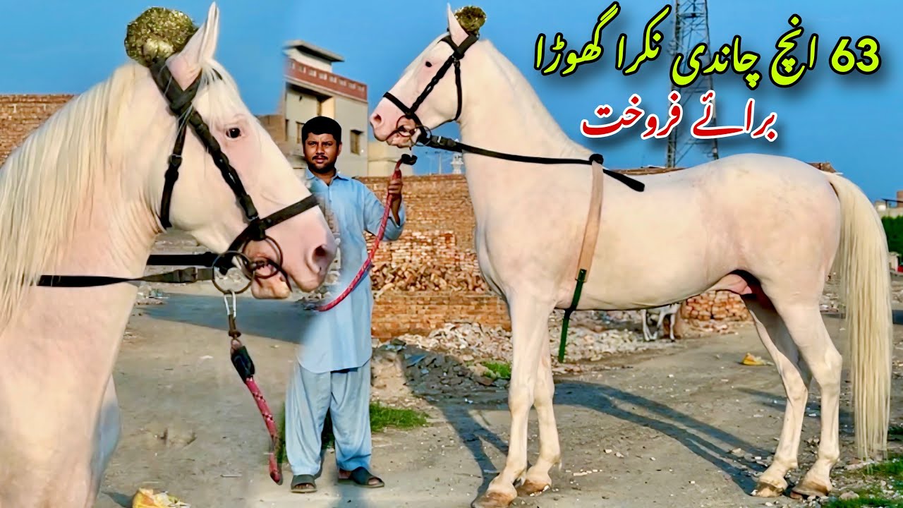 Majestic 63 Inch Silver Nukra Horse For Sale | Pure Desi Chandi Stallion | Faisalabad Pakistan”