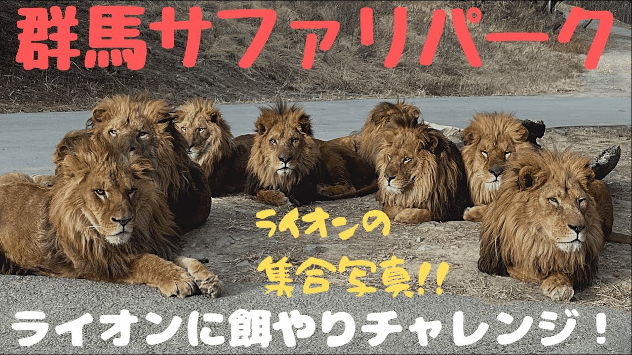 群馬サファリパーク〜大迫力のライオンにエサやり体験！〜