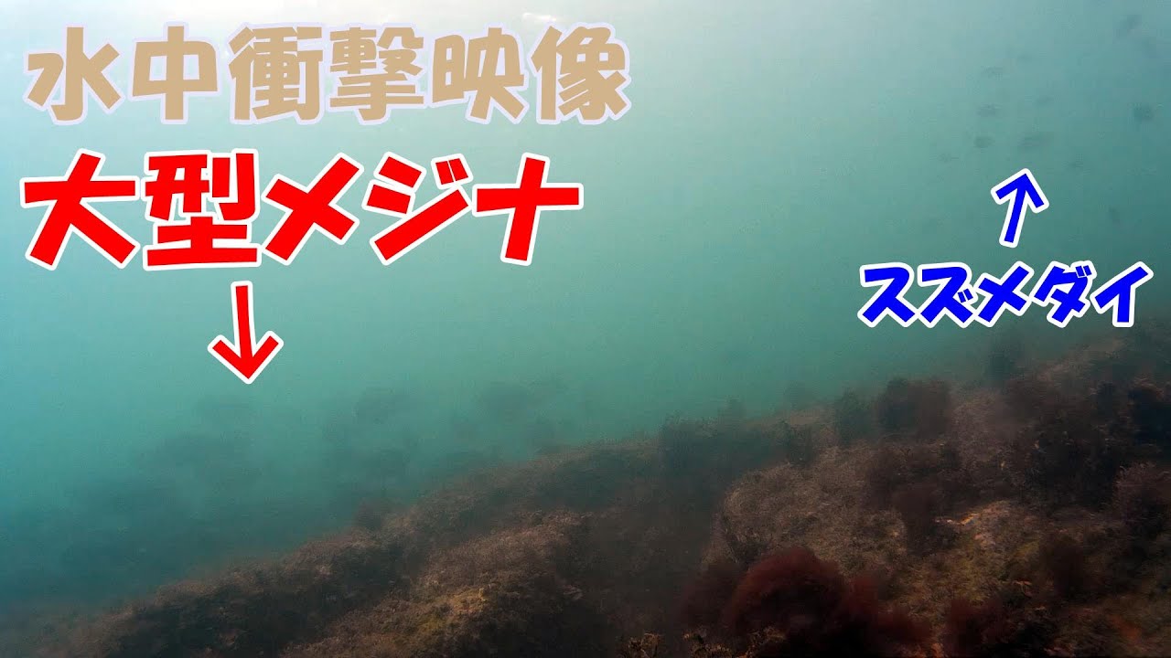 【水中衝撃映像】50cm級のメジナの大群が普通の堤防に寄ってくる条件