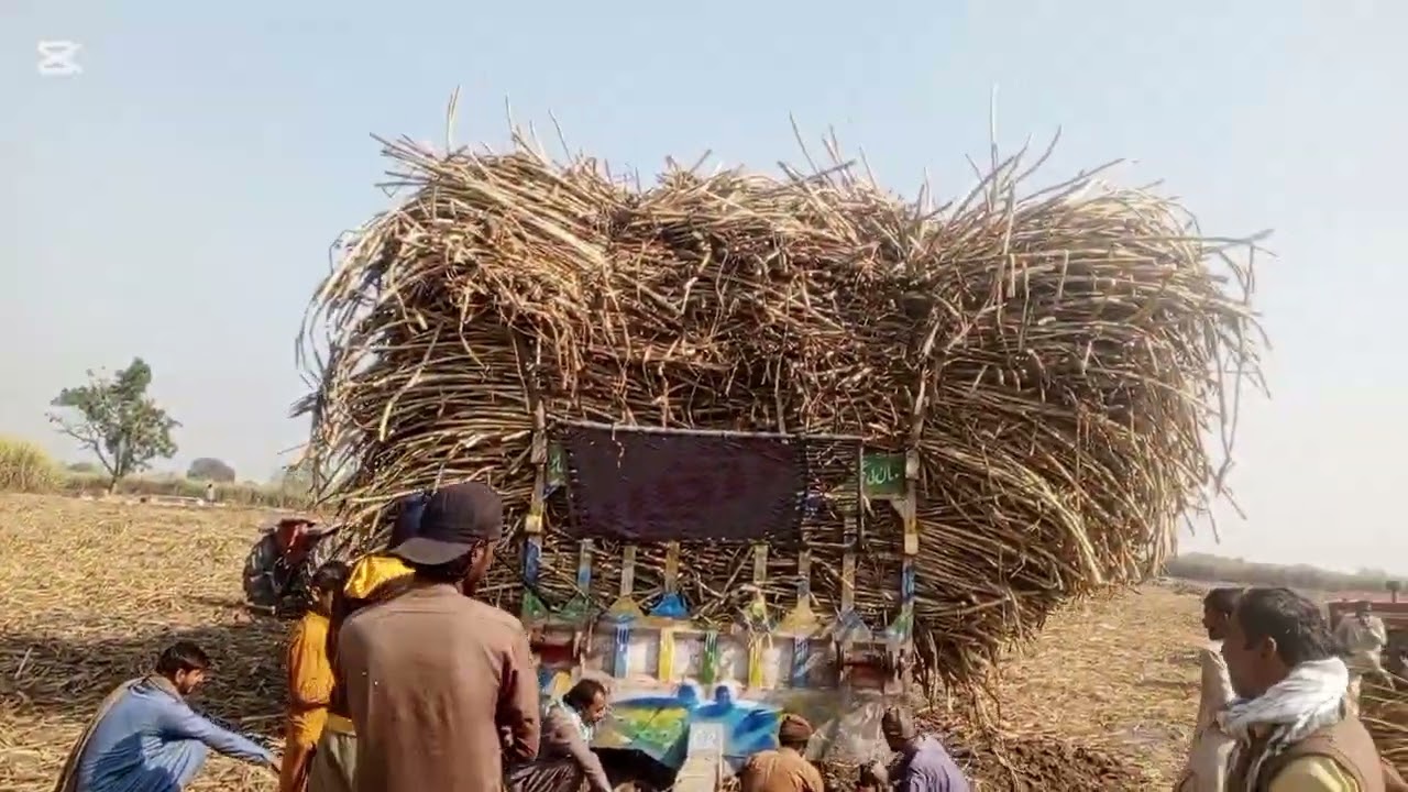 Documentary: Wheat and Sugarcane Production