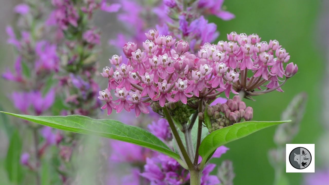 Ascl&eacute;piade incarnate/Swamp Milkweed (Asclepias incarnata)