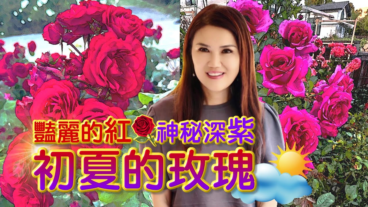 (English Subtitles) 艷麗的紅，神秘深紫，初夏的玫瑰。Red & Purple Roses