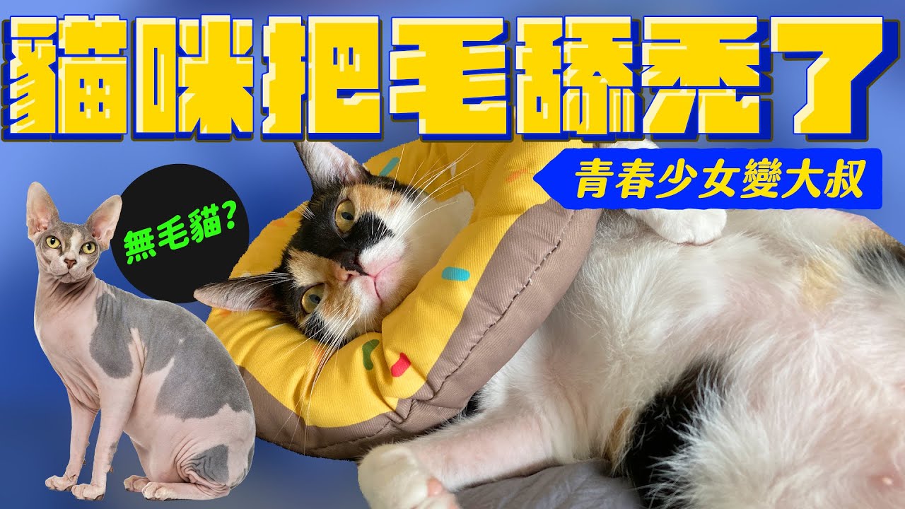 過度舔毛好苦惱！皮膚過敏 貓也有異位性皮膚炎 ｜宇宙猫咪🐾