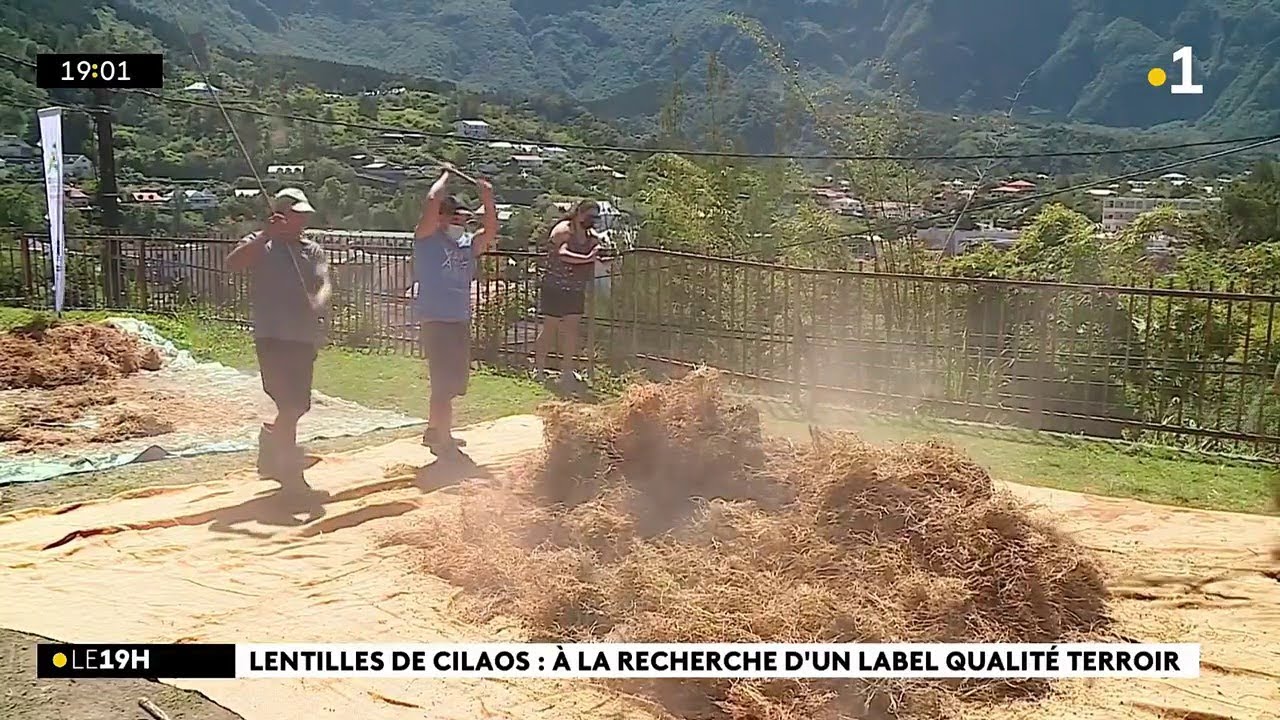 La récolte des lentilles est terminée à Cilaos et cette saison 2021 n'est pas fameuse