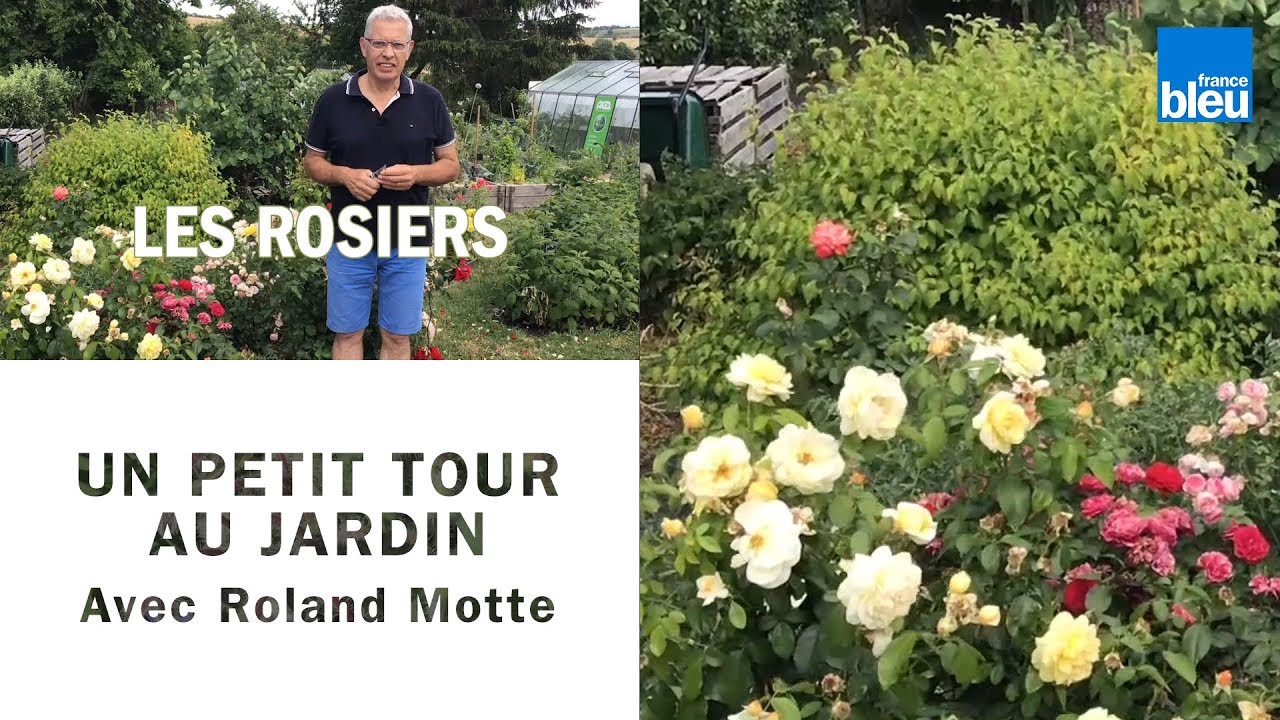 Un petit tour au jardin | les rosiers