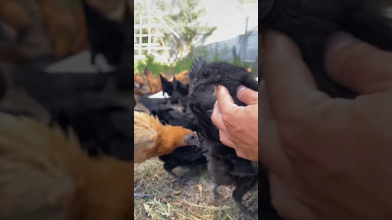 Cách phân biệt giống gà hmông bản địa và hmong viện