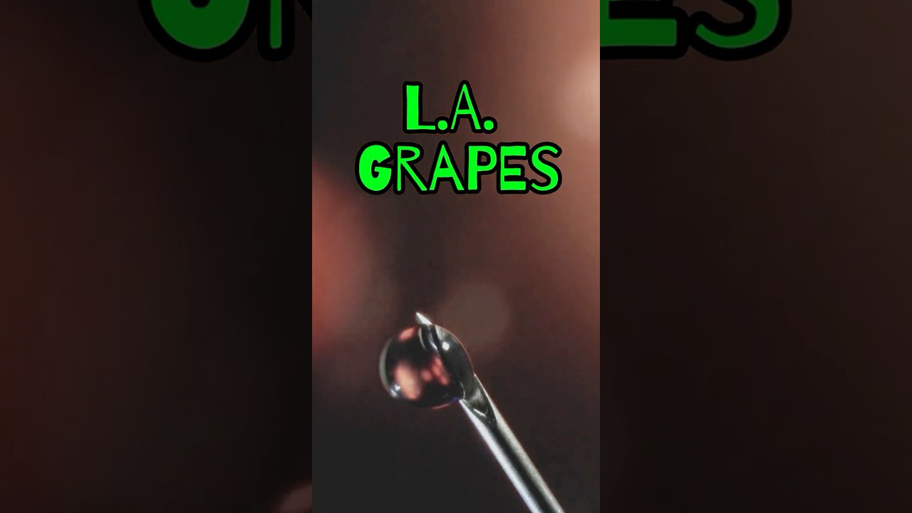 🍇 LA Grapes Live Resin Review | Modern Flower at Trulieve 🍁 StankyFlowers