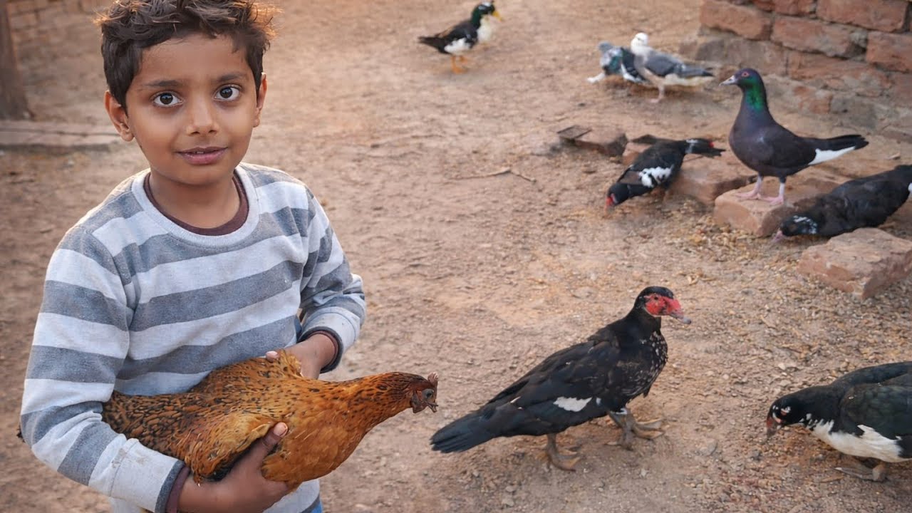 Do Nai Female Kabootar 🕊️ | Achanak 2 Anday Mil Gaye 😍 | Jackie, Bhains aur Turkey ka Haal