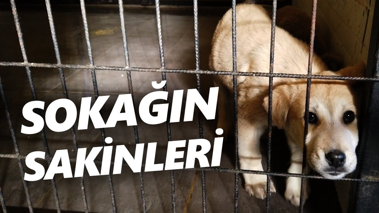 SOKAĞIN SAKİNLERİ - Dersim Belediyesi Sokak Hayvanları Geçici Bakımevi ve Rehabilitasyon Merkezi