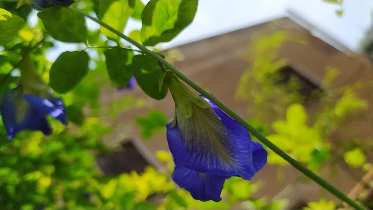 APRAJIA PLANT ll Asian pigeonwings, bluebellvine, blue pea, butterfly pea, cordofan pea