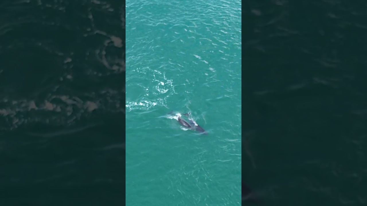 Dolphins Strangford Northern Ireland