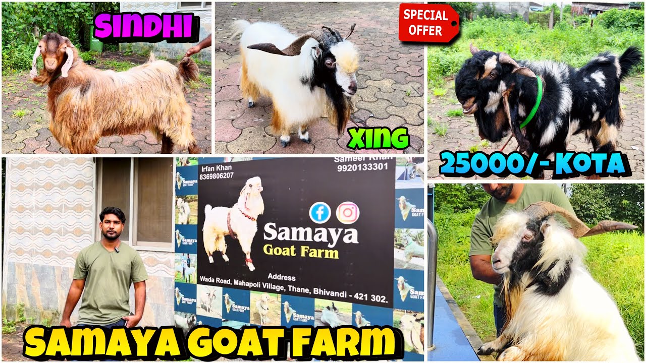 LIMITED TIME OFFER!!! of Grown KOTA at just 25000/- at SAMAYA Goat Farm Bhiwandi Mahapoli