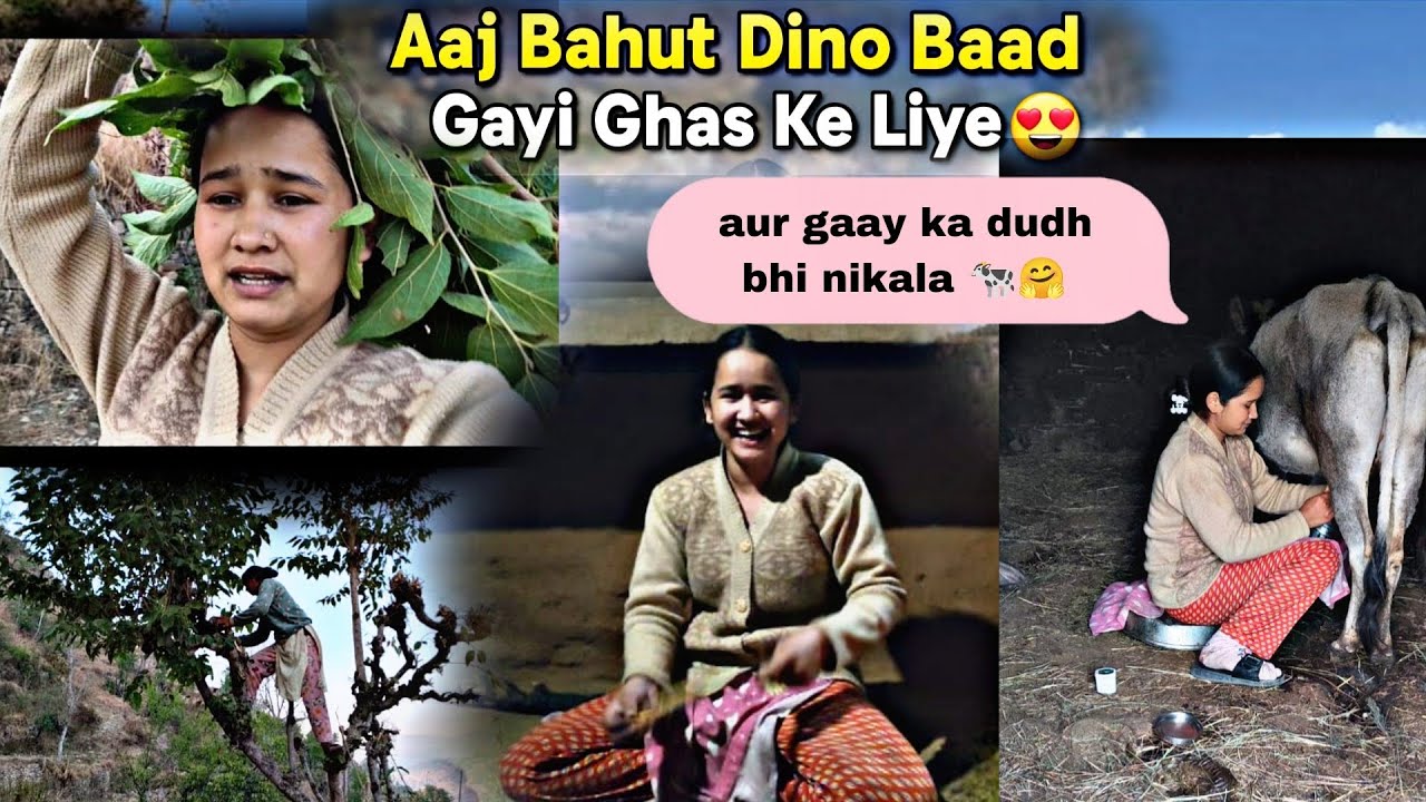 Aaj To Bahut Dino Baad Gayi Ghas Ke Liye | Aur gaay Ka Dudh Bhi Nikala 🐄🤗🥰 #gaay #pahadi #gaonvlog 