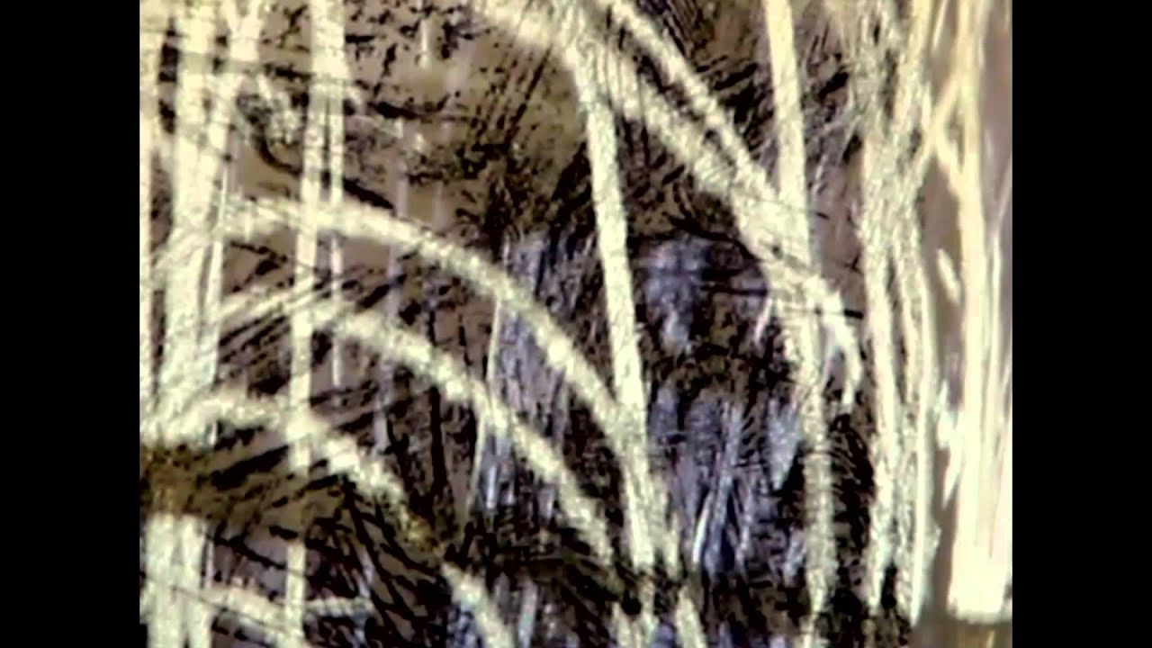 Markas Palubenka - Lipam Lipam
