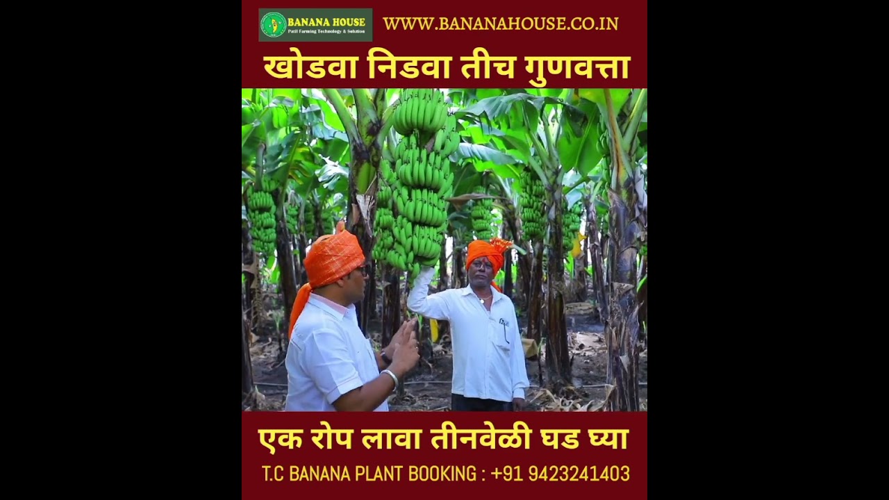 Solapur Banana house tissue culture Banana Plant  G  nine बनाना हाऊस जिनाईन केळी रोप