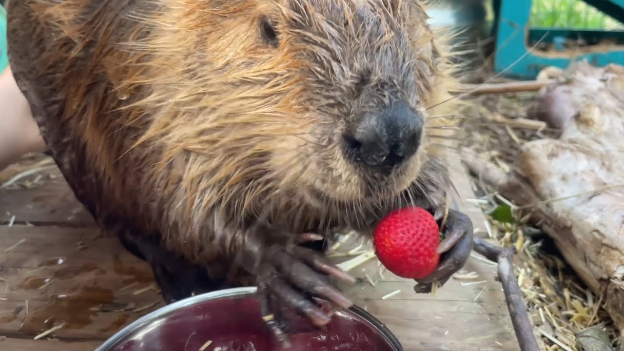 Today Tulip says no to strawberries