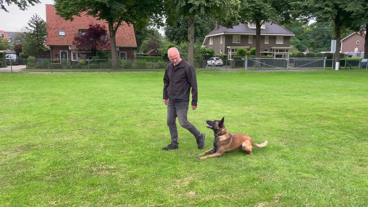 K9-dog vs Pet-dog