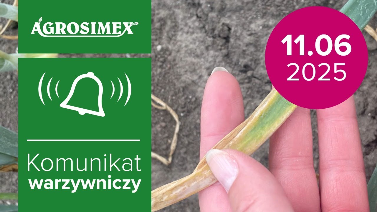 Ochrona fungicydowa cebuli na bieżący sezon 2025 | Komunikat Warzywniczy
