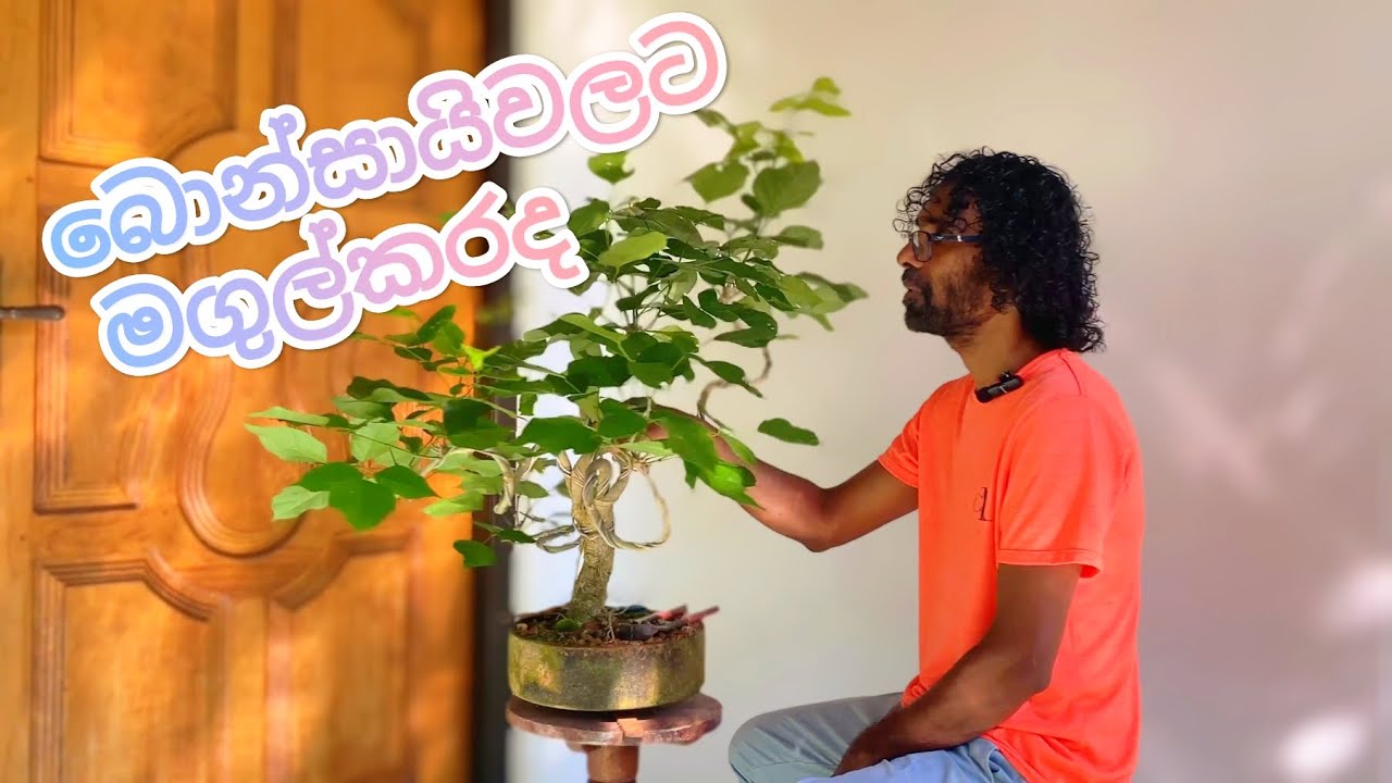 බොන්සායිවලට මගුල්කරද