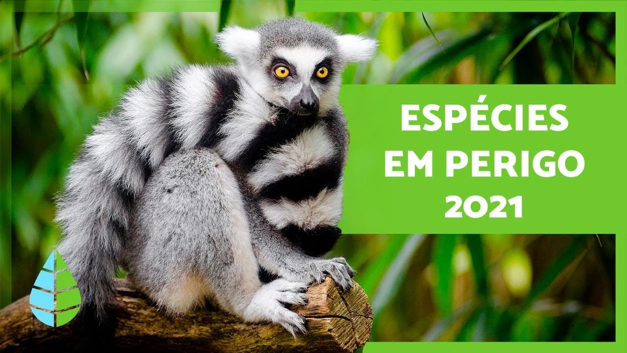 ANIMAIS em EXTINÇÃO 🐬 1O espécies em perigo 2021⚠️