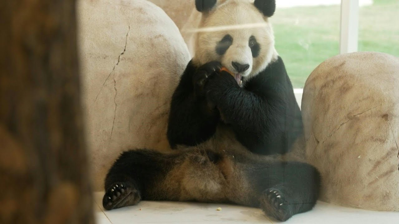 Qatar gets the Middle East's first pandas to mark the World Cup | AFP