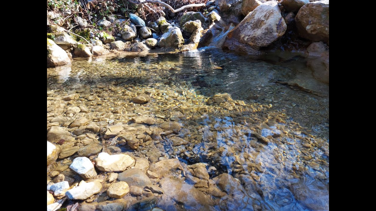 semina di trotelle fario nel fiume Lambro e suoi affluenti