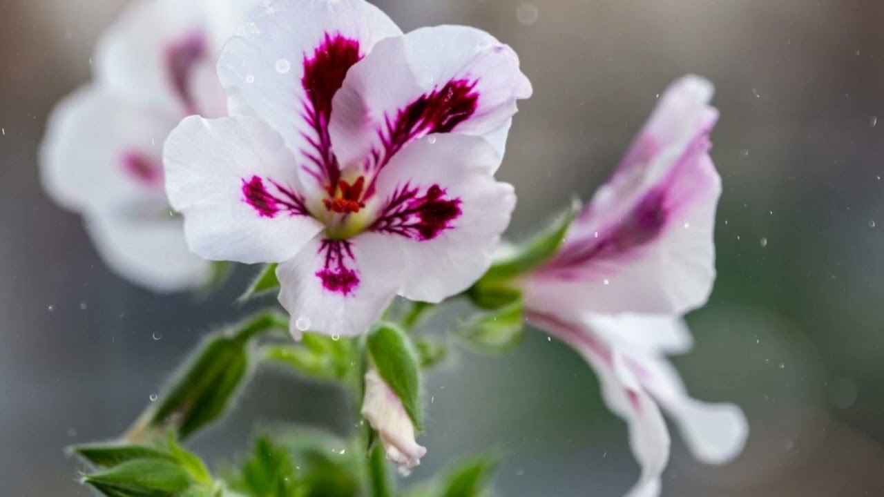 How to Grow Scented Geranium