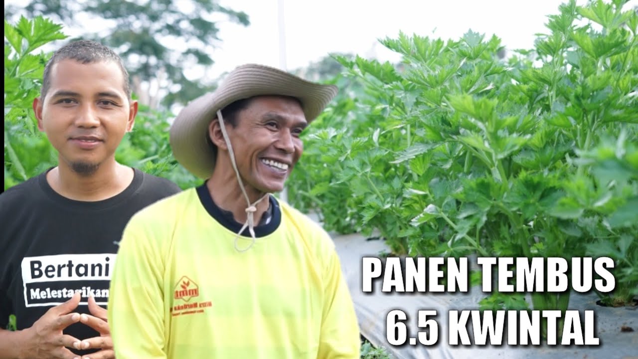 CARA MENANAM SELEDRI DAN PANEN SECARA MAKSIMAL