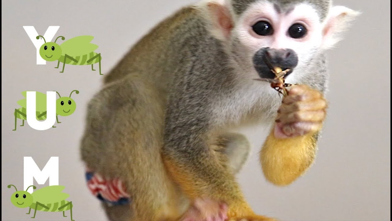 Baby Squirrel Monkey oLLie First Time Eating a Grasshopper