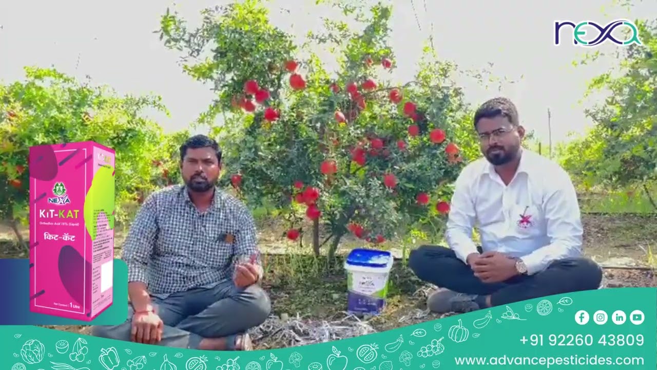 प्रकाश शेंडगे यांचा डाळिंब अनुभव | Kitkat + 42/47 + 09/46 वापरानंतरचा बदल 🍎 #PomegranateFarming