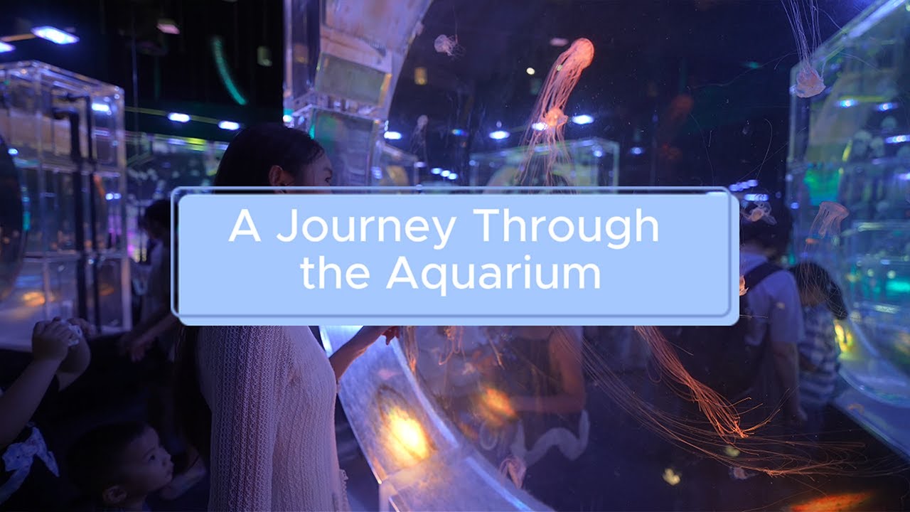 Vlog A Journey Through the Aquarium | Underwater Wonders