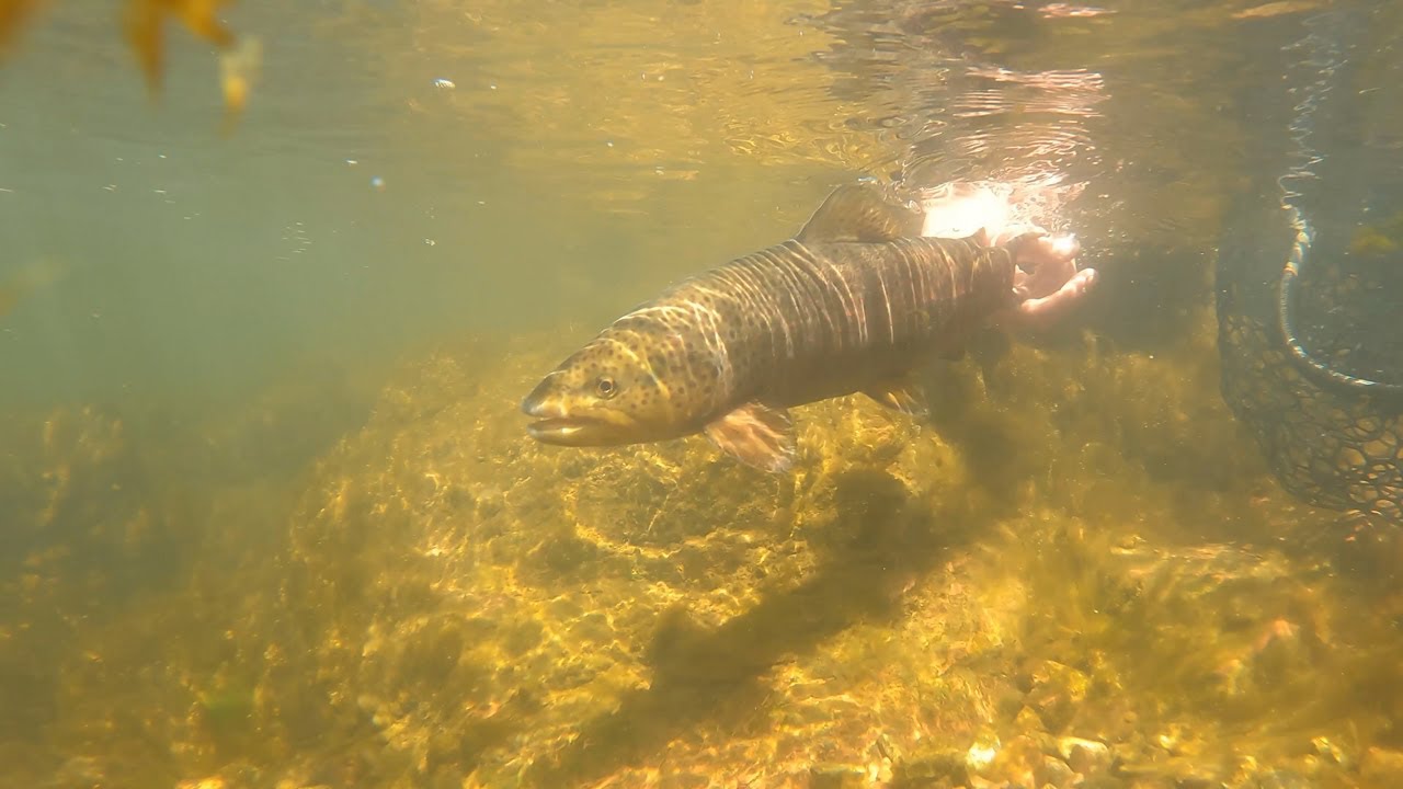 Frying Pan River Fly Fishing Adventure - Fish, Friends, and Fun!