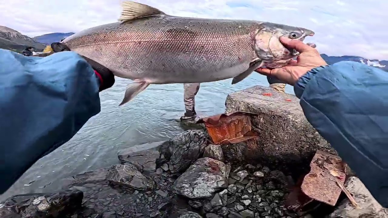 Silver Salmon Fishing Seward Alaska #alaska #fishing #salmonfishing #silversalmon #seward #alaska 