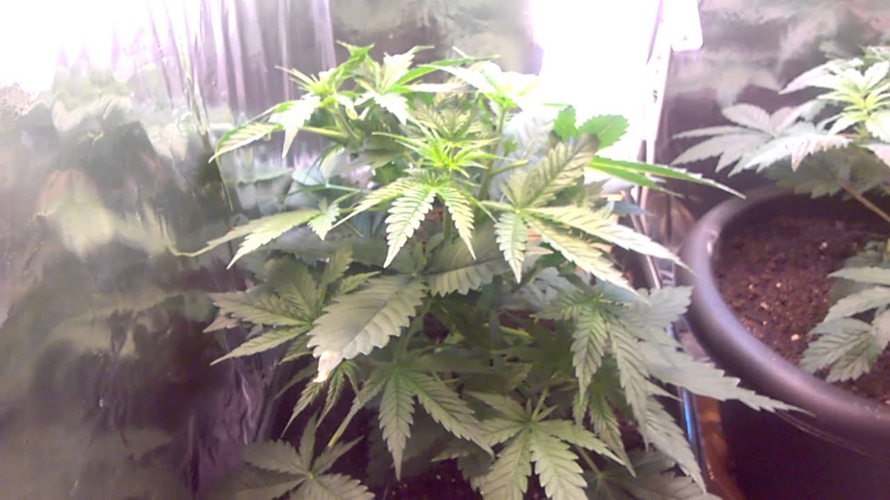 Mini CFL Grow. White Widow. Methods Used.