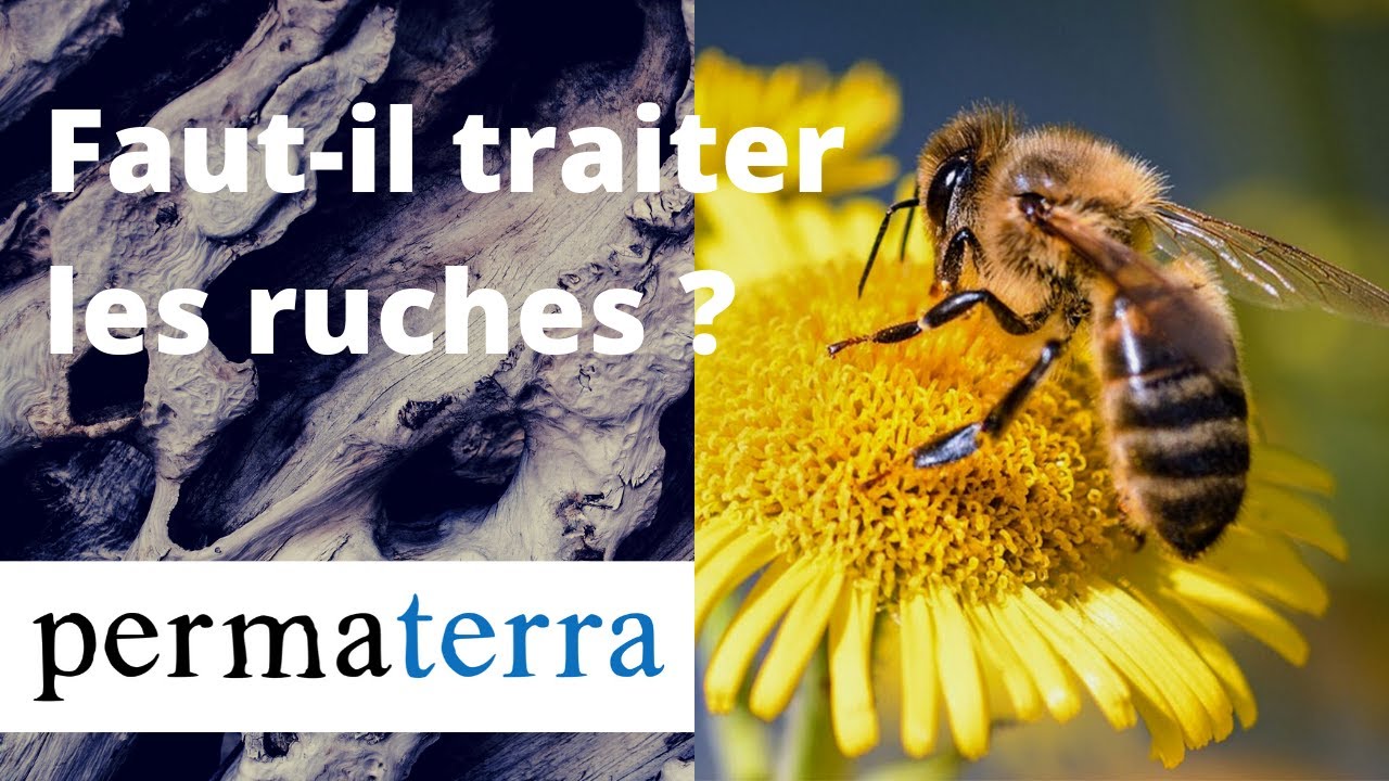 Faut-il traiter les ruches ? - Apiculture de Sauvegarde