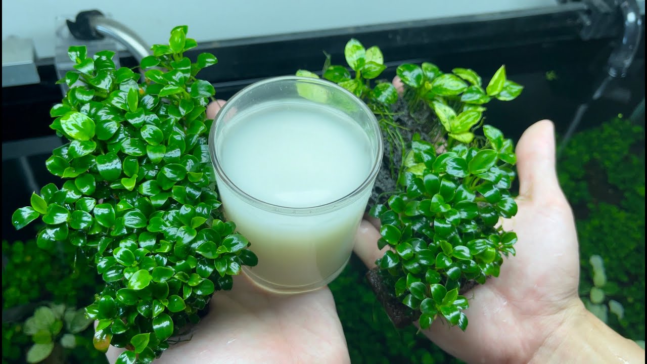 Thần dược dành cho bể thủy sinh giúp cây căng đét, phát triển xanh mượt