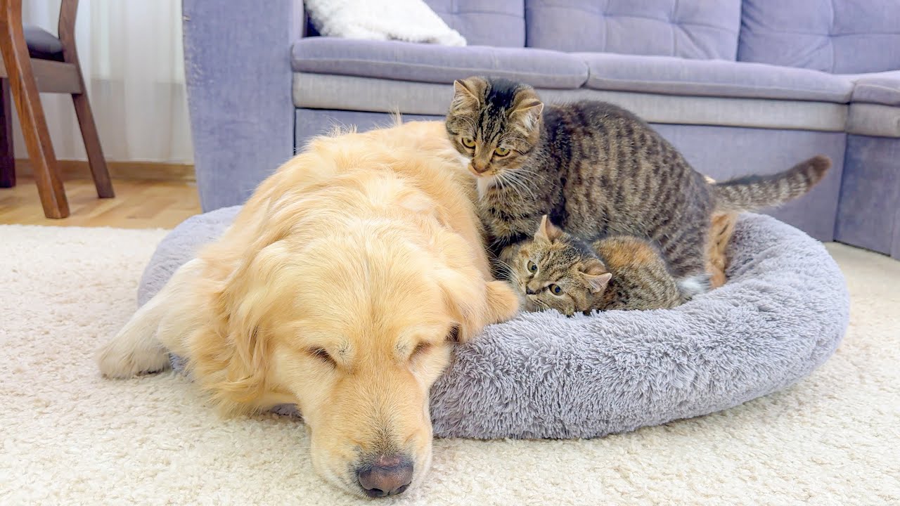 Annoying Kittens Wake Up a Golden Retriever 😂 | Try Not to Laugh