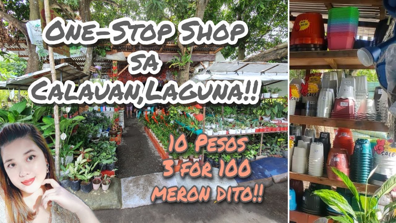 Plant Hunting tayo sa Calauan,Laguna! Isa sa mga one-stop shop na garden na sulit puntahan!#Plantita