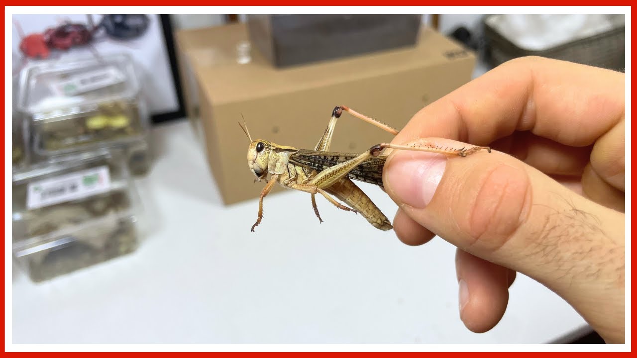Encore un unboxing d'insectes nourriciers (vlog GF 11)