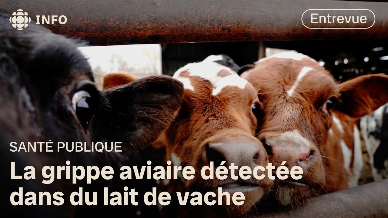 Grippe aviaire : nouveau variant de H5N1 chez les bovins aux États-Unis