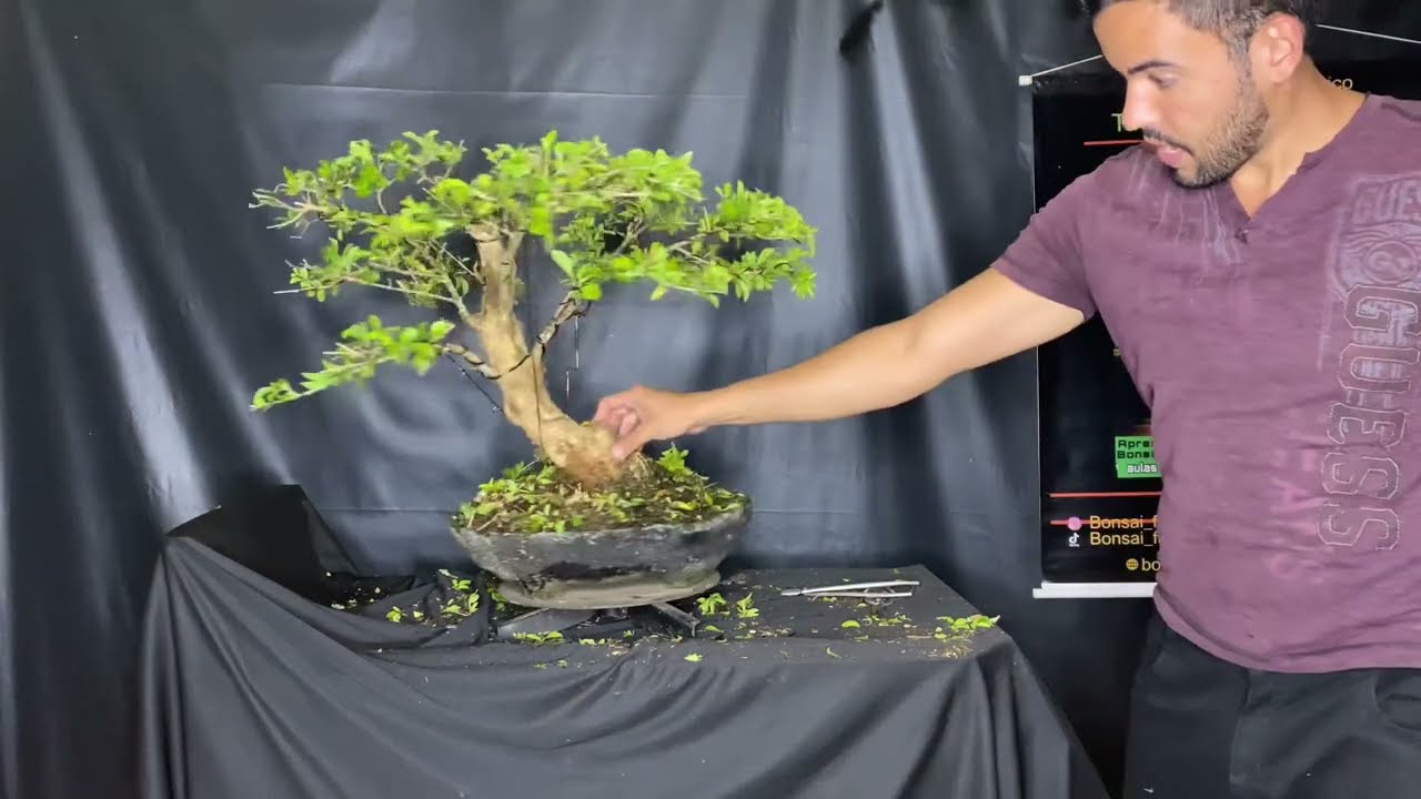 BONSAI de PINGO DE OURO 🌞✡️☤ Bonsai de DURANTA REPENS