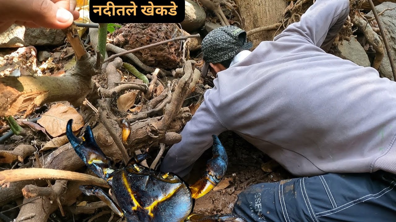 नदीवर वर जाऊन पकडले भरपूर खेकडे 🦀|Crab Catching Kokan 