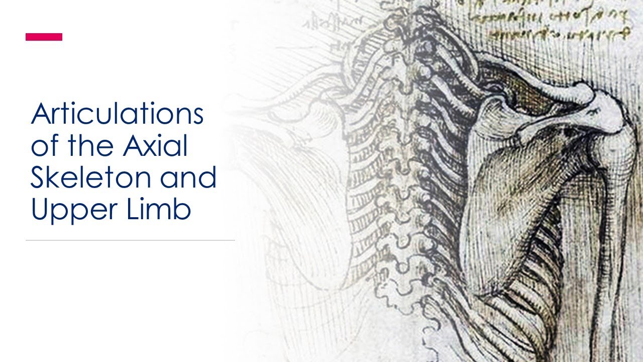 Lecture 2.2 Axial and Upper Limb Articulations