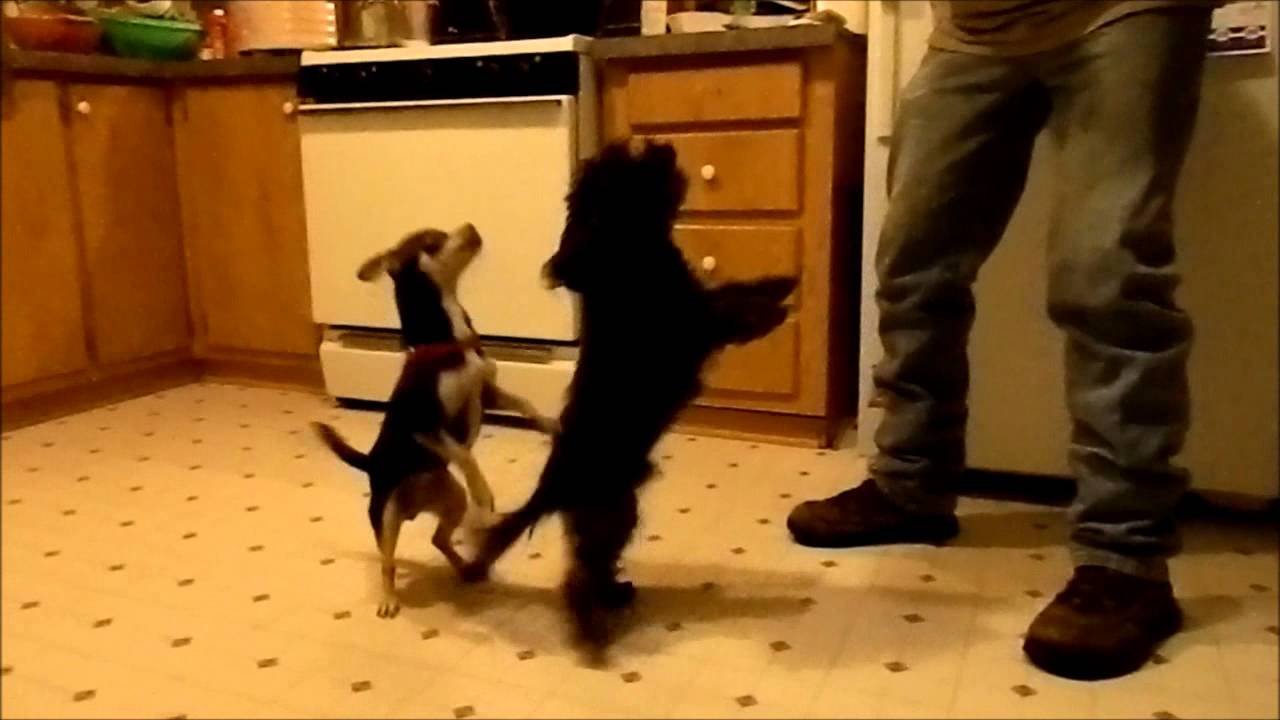 Doggy Dance 2.wmv